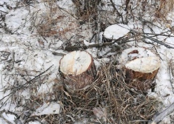 В Тамбовском районе вырубили многолетние сосны
