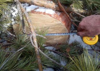 Амурчане продолжают рубить елки после Нового года