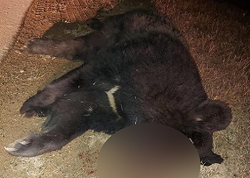 Краснокнижный медведь погиб в Амурской области