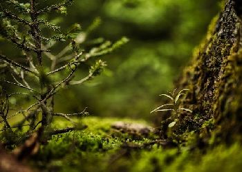 Приамурье вошло в топ регионов по лесовосстановлению