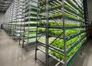 В Приамурье начали выращивать салат в вертикальных фермах