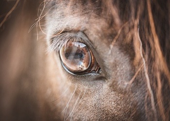 В Амурской области суд рассмотрит уголовное дело о травме при катании на пони