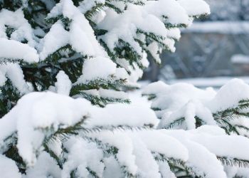 В Приамурье небольшой снег и морозы 