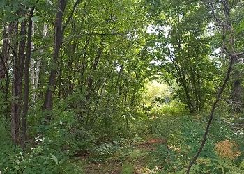 Запрет на посещение лесов вводят на севере Амурской области