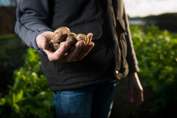 Двух жителей Владивостока убила гниющая картошка