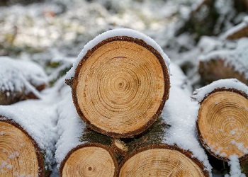 В Приамурье экс-начальника лесхоза осудили за незаконную рубку деревьев