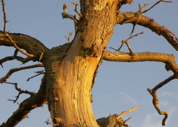 В населенных пунктах Приамурья спилят опасные деревья 