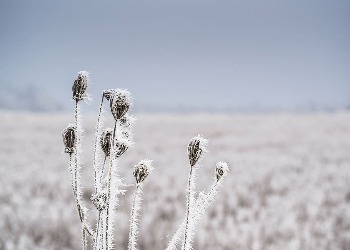 В Амурской области сохраняется аномально-холодная погода