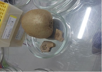 Вредитель обнаружен в киви, который привезли в Приамурье из КНР