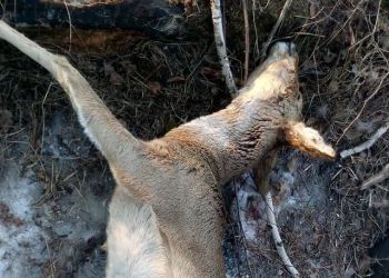 Заметил окровавленную голову: в Приамурье вновь выявили браконьерство