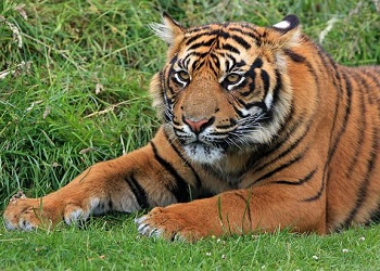 В Амурской области вновь заметили тигрицу