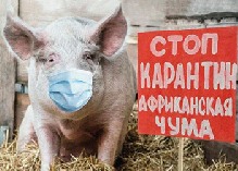 Африканская чума свиней в Усть-Ивановке 