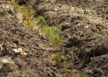 Осенью в амурских лесах станет больше на пять миллионов сеянцев