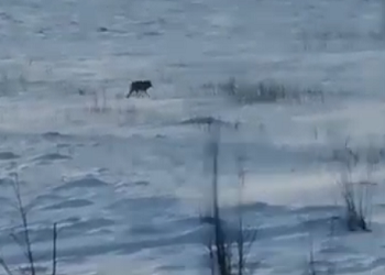 Волк, которого заметили возле Чигирей, ушел в лес