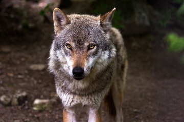 В Курганской области зомби-волк загрыз женщину