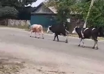 В Приамурье «задерживают» бродящих по улицам коров