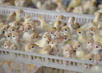 В Приамурье открывшийся с господдержкой инкубатор выпустил 14 тысяч птенцов 