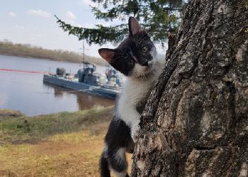 Флотским котятам ищут дом в Приамурье