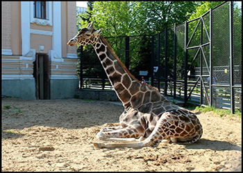 В Московском зоопарке умер легендарный Самсон Гамлетович Ленинградов