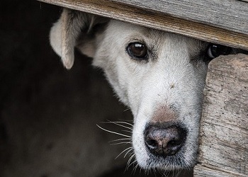 Приют для собак в Тынде может начать работу в этом году