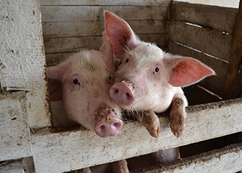 Африканская чума свиней добралась до Бурейского района