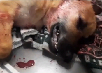 В Приамурье «ушло» в суд уголовное дело об избиении собаки молотком