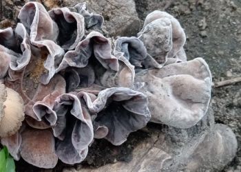 Благовещенка обнаружила в центре города «бархатные» грибы