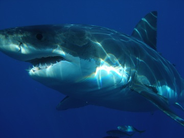 На пляж в Австралии вынесло откушенную акулой ногу