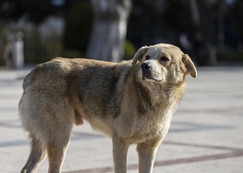 В Приамурье в пользу детей взыскали компенсации за укусы собак