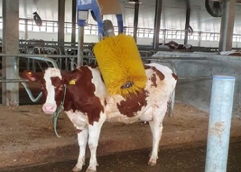 В Приамурье коровам делают «массаж»