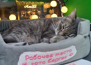 В Зеленоградске собирают подписи в защиту уволенного из магазина кота Сергея