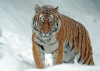 Внеочередной учет тигров стартовал на Дальнем Востоке