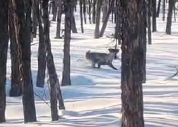 Амурский охотник снял пробежку северного оленя