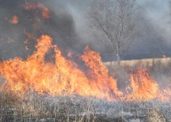 Семь природных пожаров ликвидировали в Приамурье за стуки