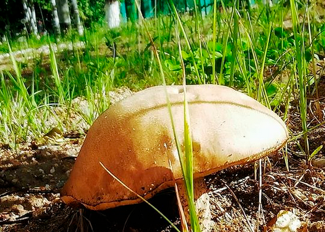 Первые в этом году грибы начали находить амурчане