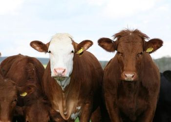 В Приамурье завезли почти 200 молодых коров