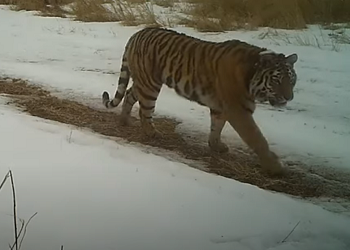 В Приамурье тигрица Елена «прячет» от камер своих малышей
