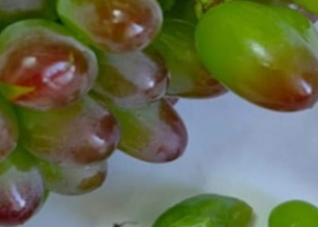 Серая гниль «поела» виноград в Приамурье