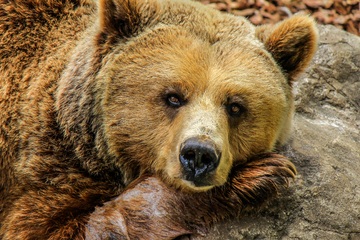 Охотнику на Сахалине запретили есть медведя