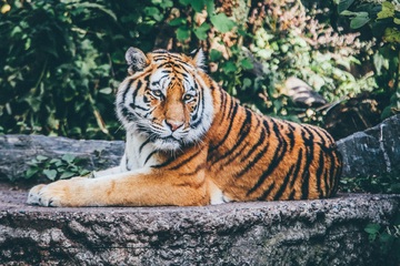 В Приморье появятся специально обученные люди для отпугивания тигров