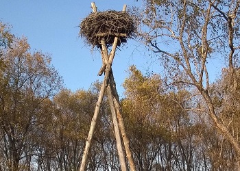 В заказниках Амурской области стартовала обработка гнезд аистов