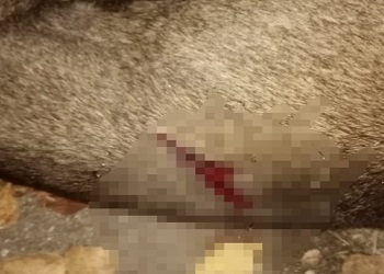Соцсети: в Райчихинске застрелили собаку