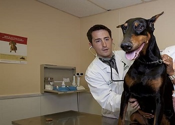 Почти 35 тысяч собак и кошек Приамурья получат прививки от бешенства