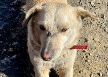 Известный путешественник в Приамурье ищет ветеринара для собаки