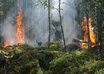 Для тушения лесных возгораний в Приамурье готовы 1000 человек и около 250 единиц техники