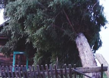 Шквалистый ветер в Зейском районе срывал крыши и валил деревья