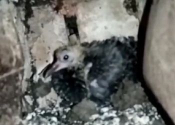 Белогорские спасатели достали птенца голубя из вентиляции