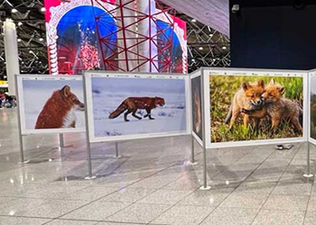 Камчатские лисы провожают туристов в аэропорту Шереметьево