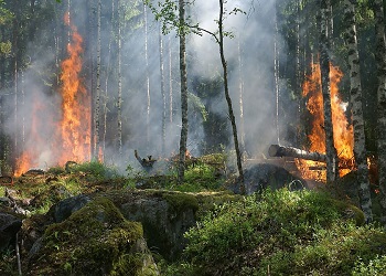 В Приамурье за сутки ликвидировали три природных пожара 