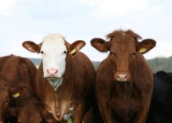 Карантин по лейкозу скота наложен более чем на 300 амурских хозяйств